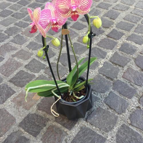 Orchidée